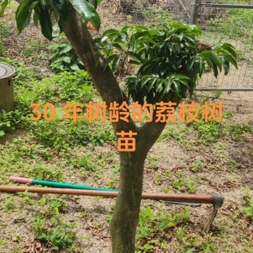原生态果园出租/出售