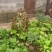 家养土鸡，只喂玉米面和蔬菜的。