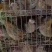 老‮鹑鹌‬鸟3-4两一只，南宁，长‮有期‬货，支‮发持‬货