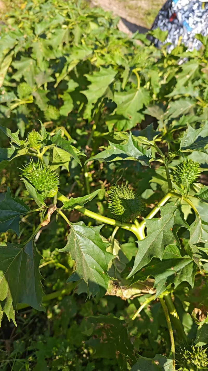 曼陀罗籽籽