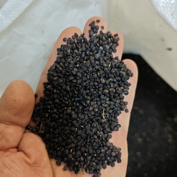 曼陀罗籽籽