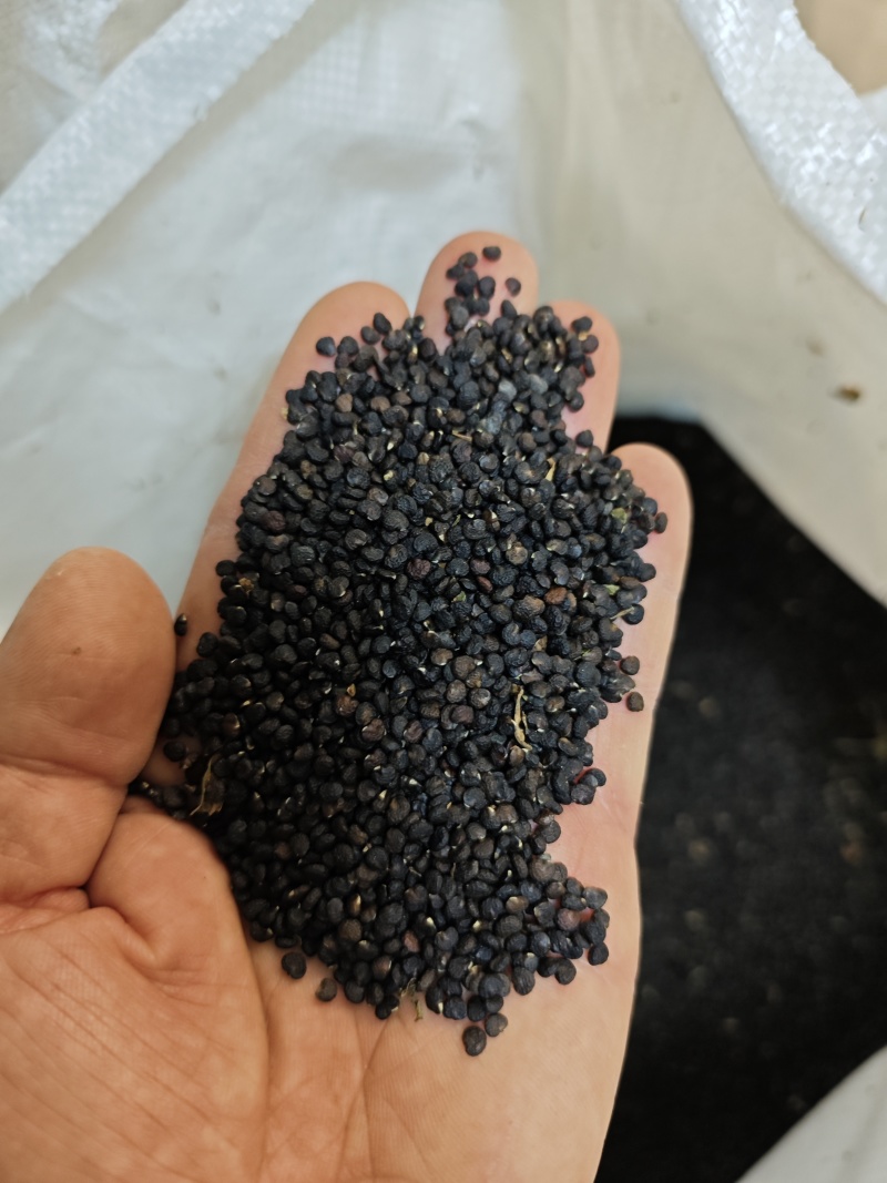 曼陀罗籽籽