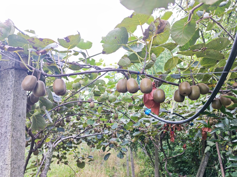 都江堰市紅心彌猴桃