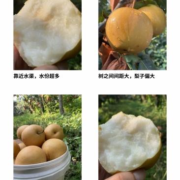 套袋华梨