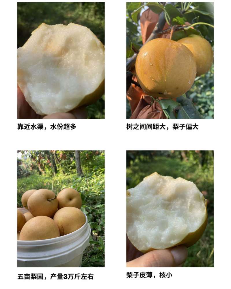 套袋华梨