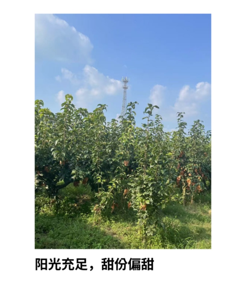 套袋华梨