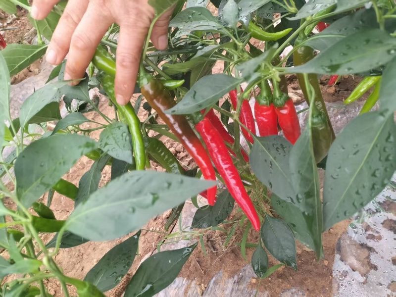 杭椒，津红二号，高山辣椒
