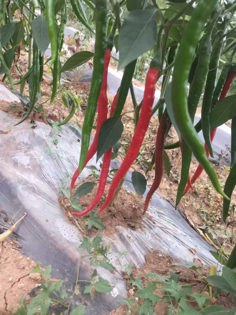 杭椒，津红二号，高山辣椒