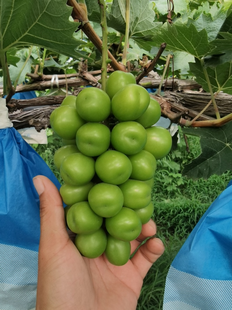 阳光玫瑰葡萄