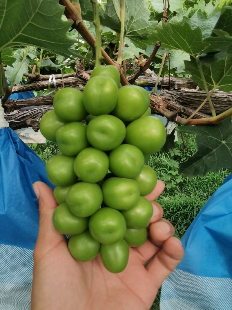 阳光玫瑰葡萄