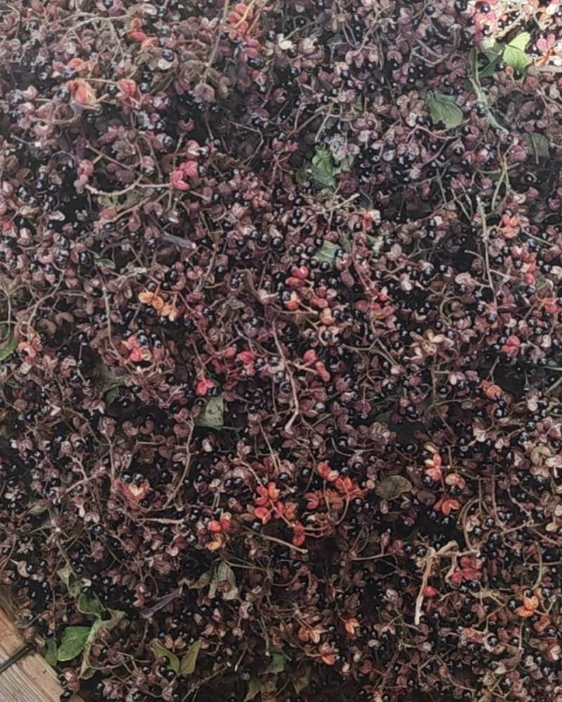 山东花椒