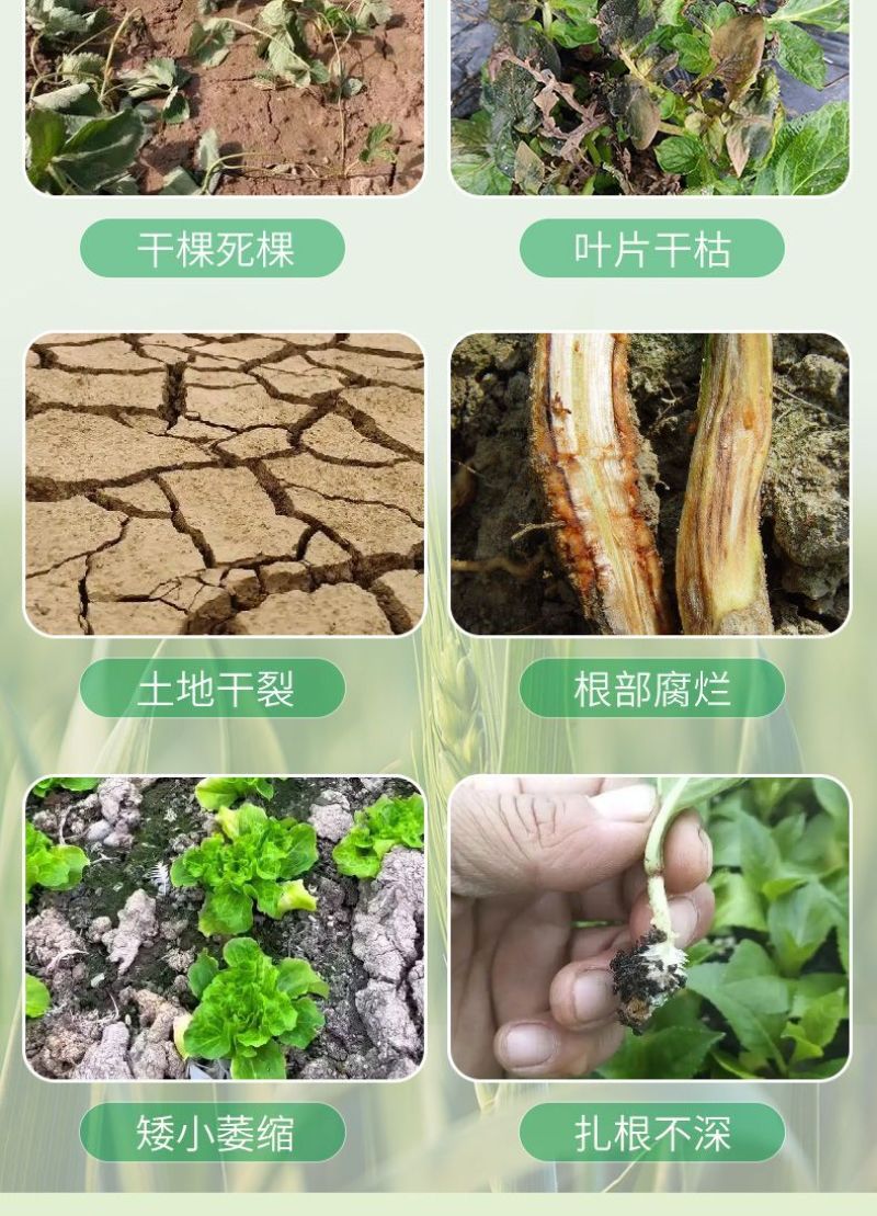 爆根999有机水溶肥料强力生根壮苗剂根多多冲施肥果树蔬菜桶肥