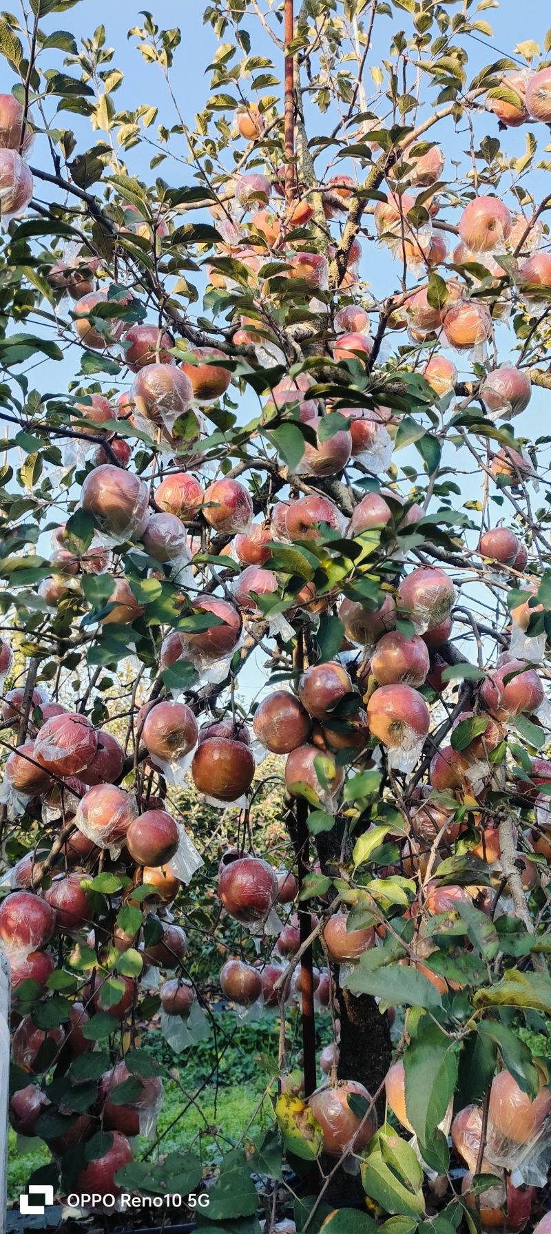 丰县大沙问红富士，沙土地种植，黄肉，脆甜，不催熟，不打蜡。