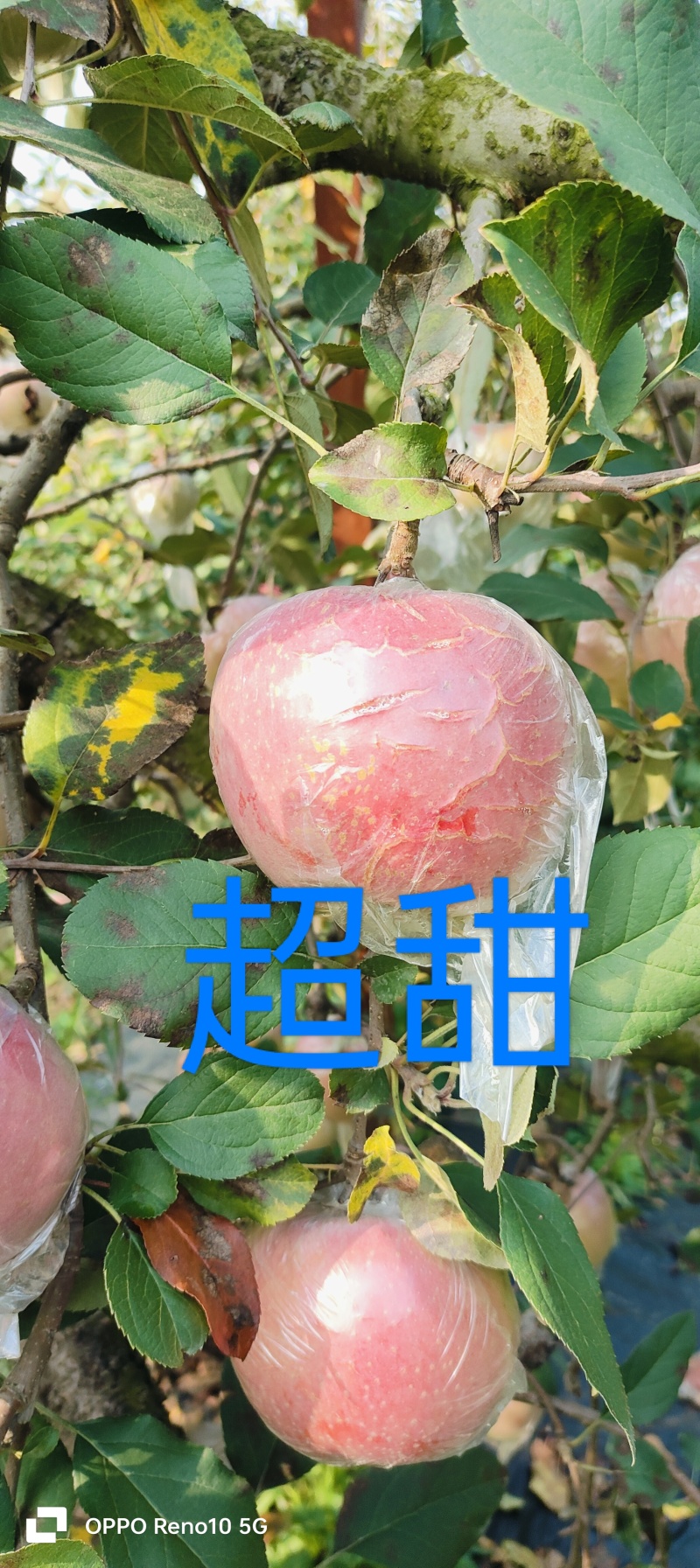 丰县大沙问红富士，沙土地种植，黄肉，脆甜，不催熟，不打蜡。