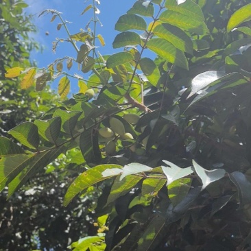 青橄榄