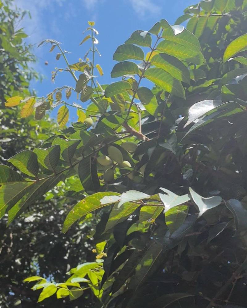 青橄榄