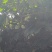 青橄榄
