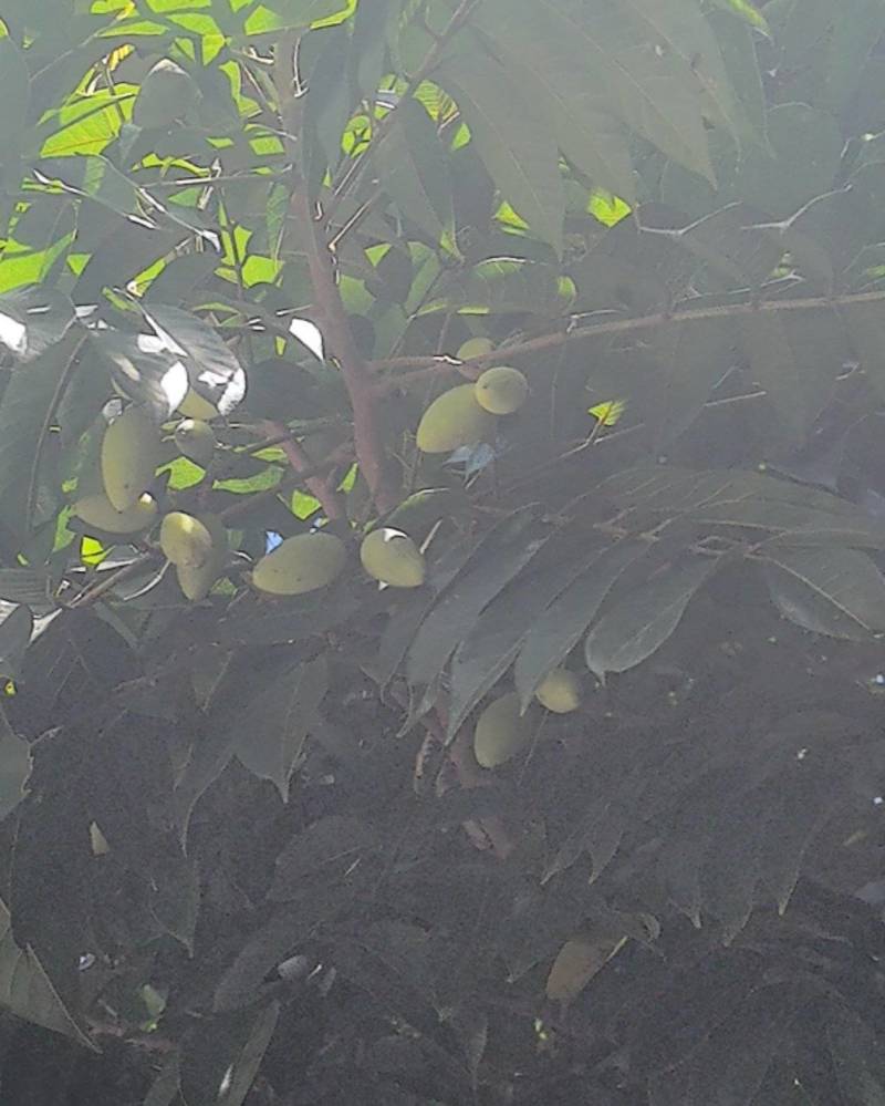 青橄榄