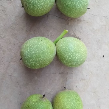 庆阳青皮核桃