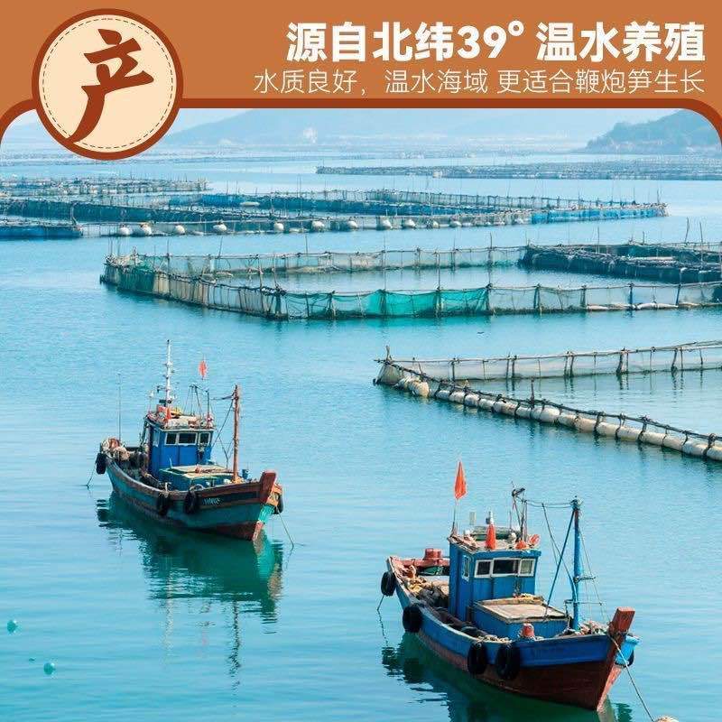 野生马尾藻，即食，早餐，零食。