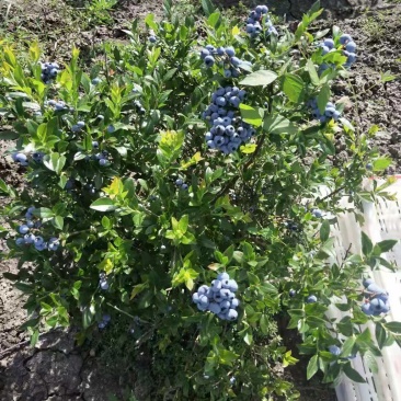 蓝莓
