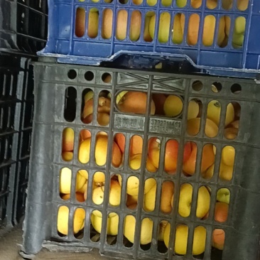 嘎啦苹果