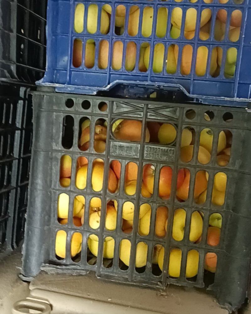 嘎啦苹果