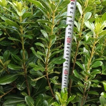 海桐大杯苗高60冠40、50高30冠起货
