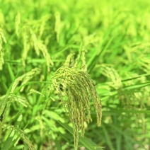哈尔滨阿城区圆粒大米产地直销量大质优价格优惠订购中