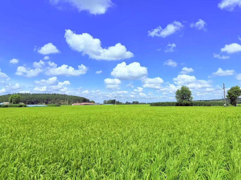 哈尔滨阿城区圆粒大米产地直销量大质优价格优惠订购中