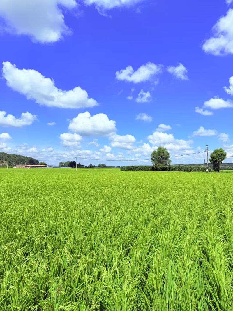 哈尔滨阿城区圆粒大米产地直销量大质优价格优惠订购中