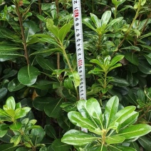 海桐大杯苗高80冠40，70高30冠起货