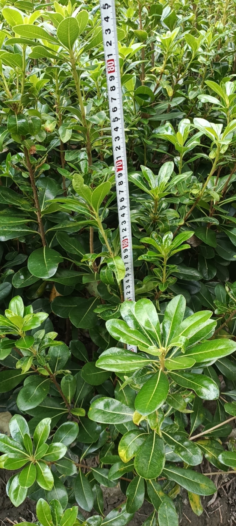 海桐大杯苗高80冠40，70高30冠起货