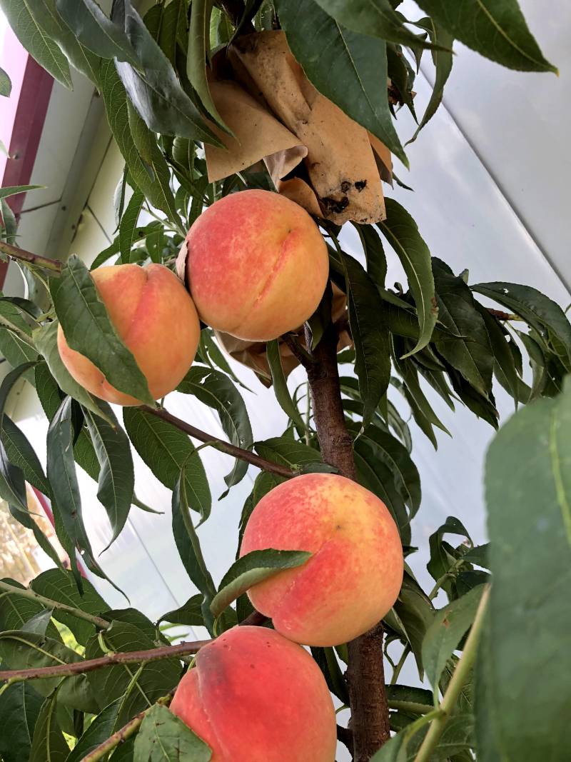 永莲水蜜桃