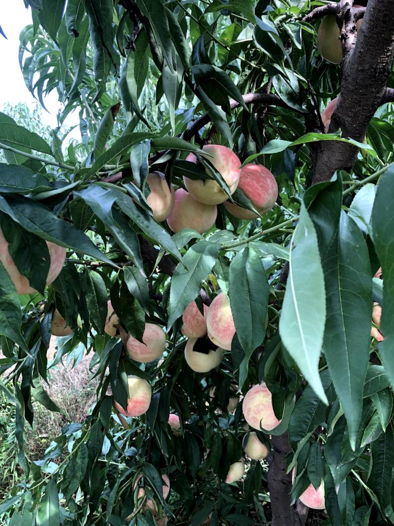 永莲水蜜桃