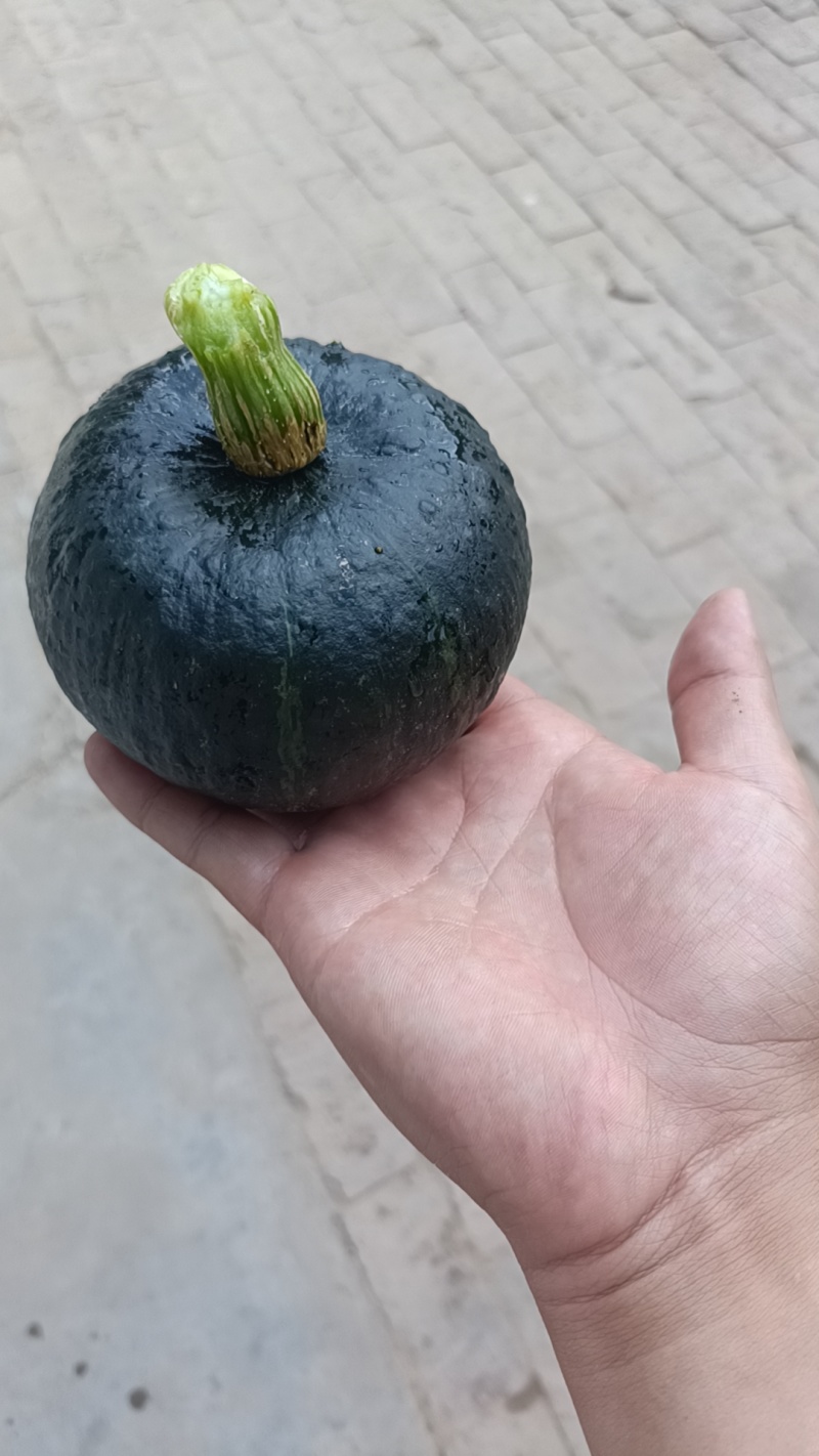 山地小贝贝南瓜