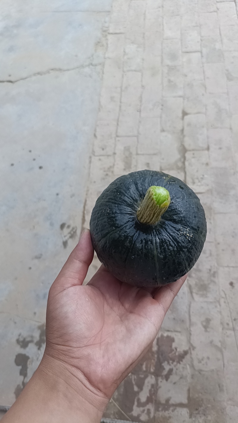 山地小贝贝南瓜
