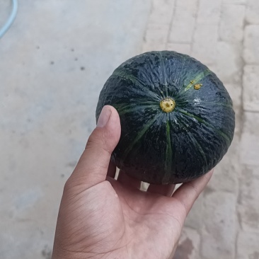 山地小贝贝南瓜