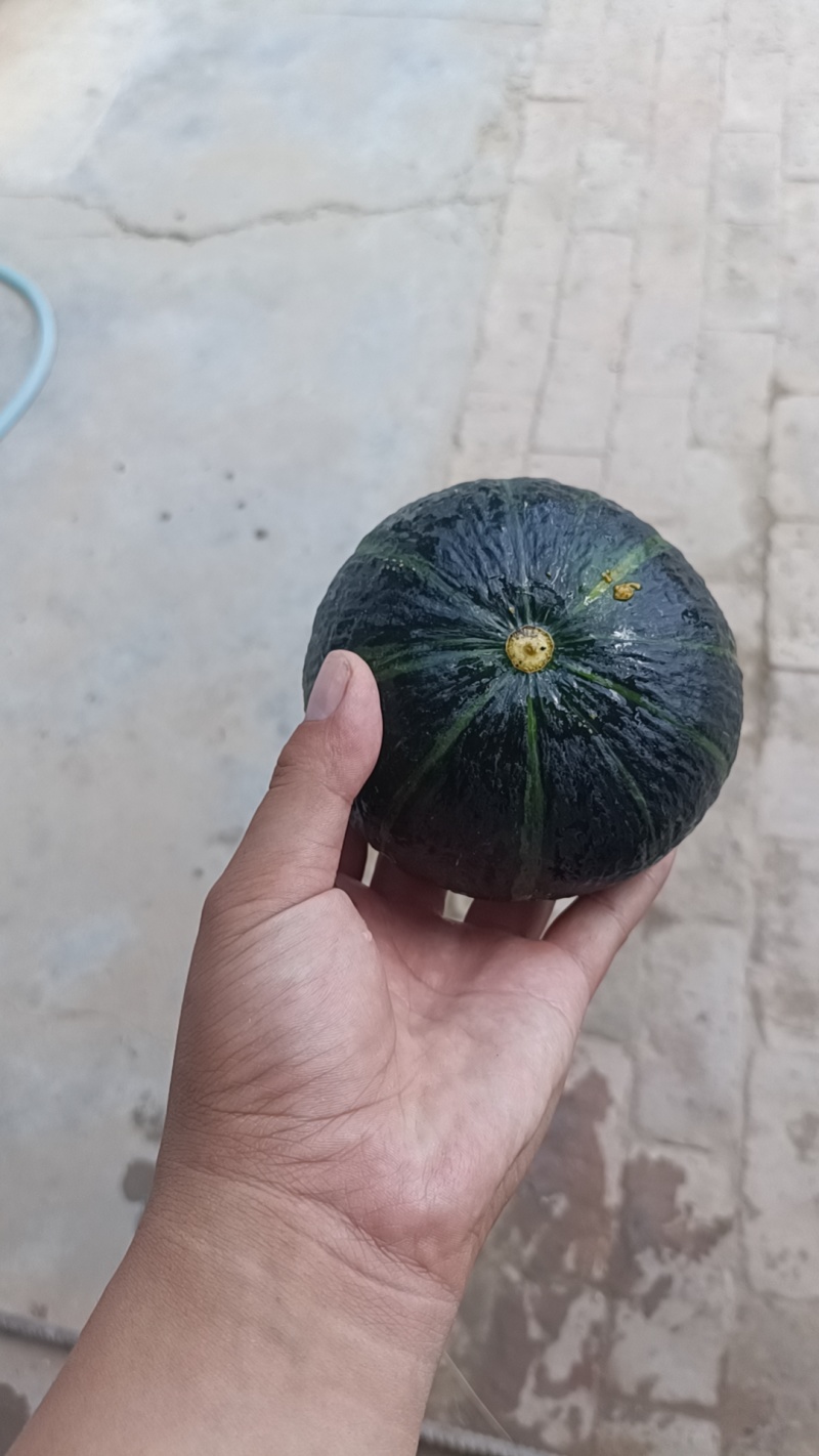 山地小贝贝南瓜