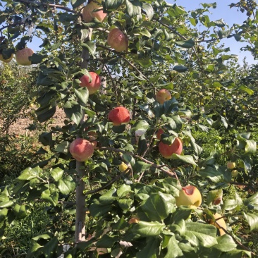 陕西苹果