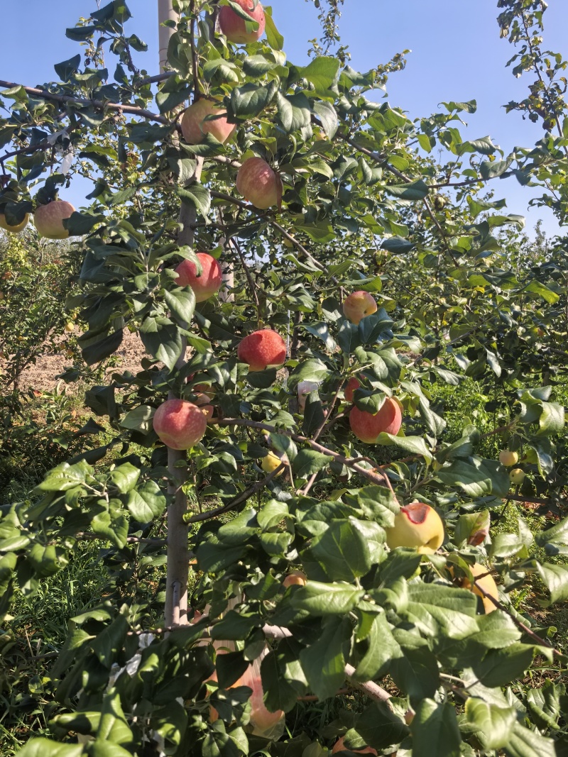 陕西苹果
