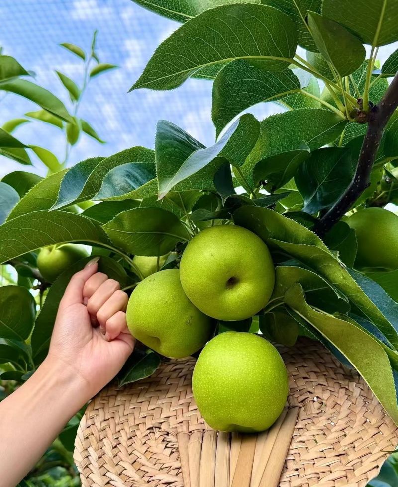 砀山皇冠梨