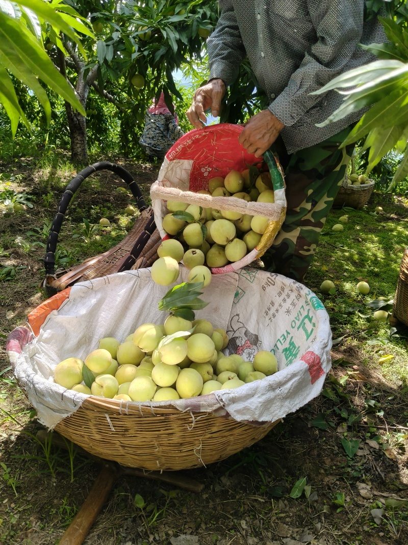 湖北秭归红心脆蜜桃