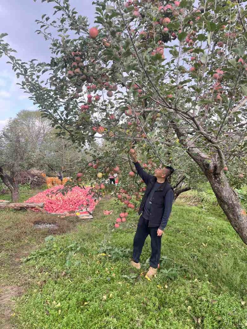 甘肃红富士，花牛