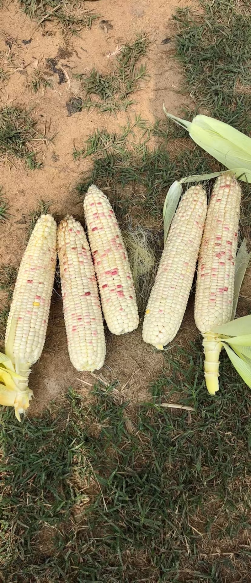 山东花糯玉米