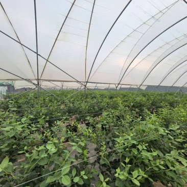 云南玉溪峨山种植户，800多亩地，现种植面积有540