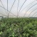 云南玉溪峨山种植户，800多亩地，现种植面积有540