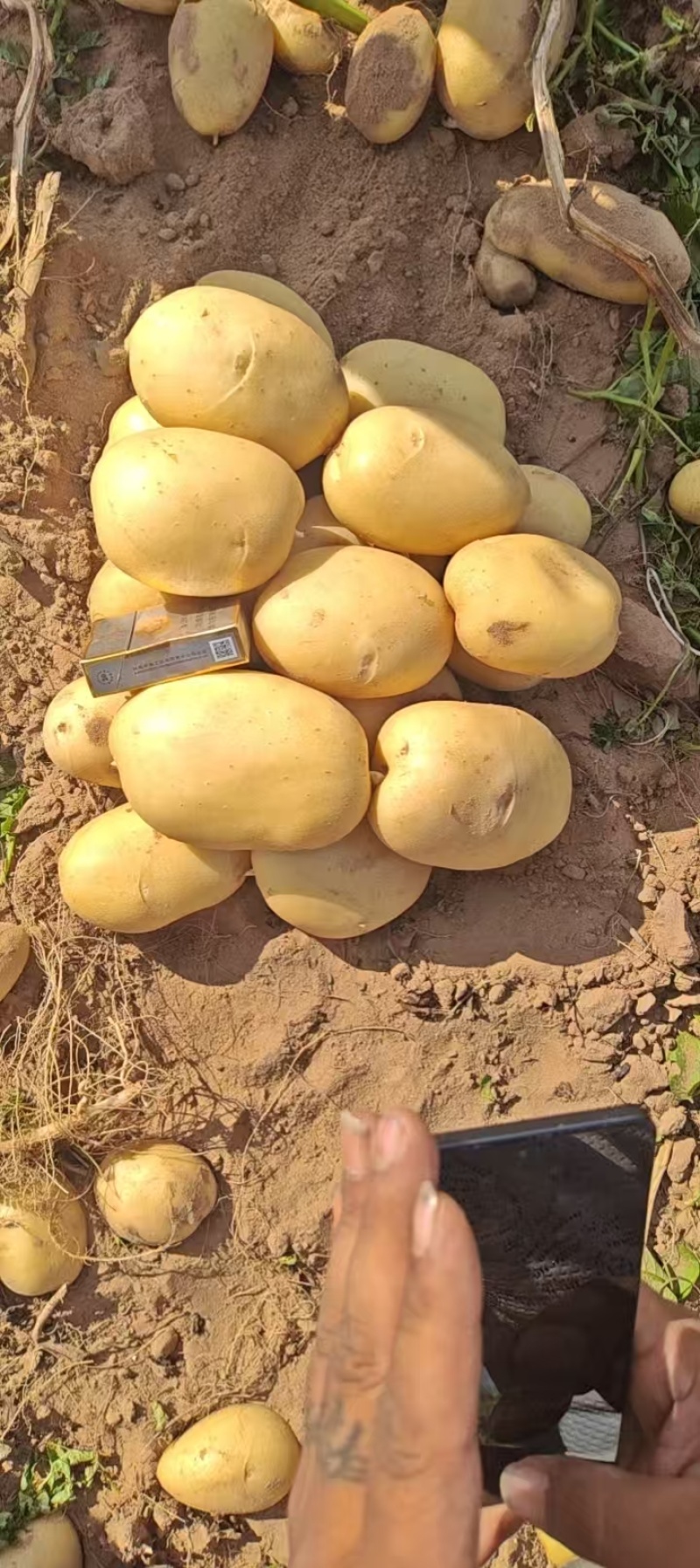 陕北沙漠土豆大量上市