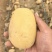 陕北沙漠土豆大量上市
