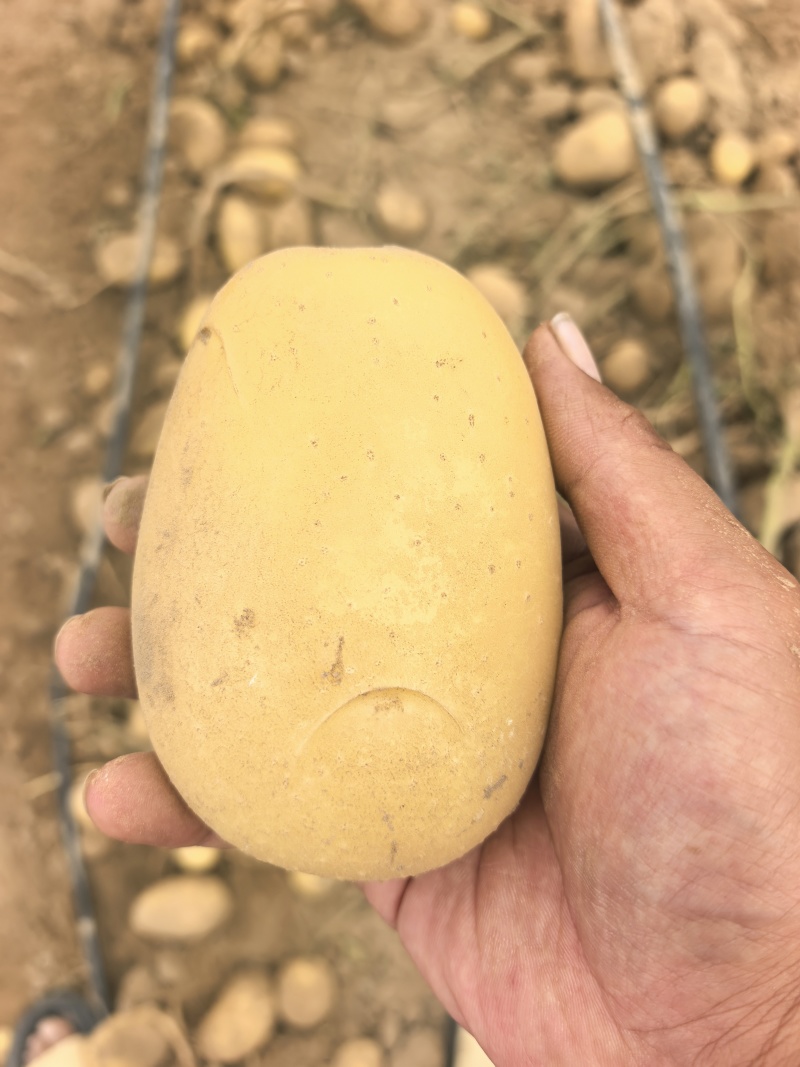 陕北沙漠土豆大量上市